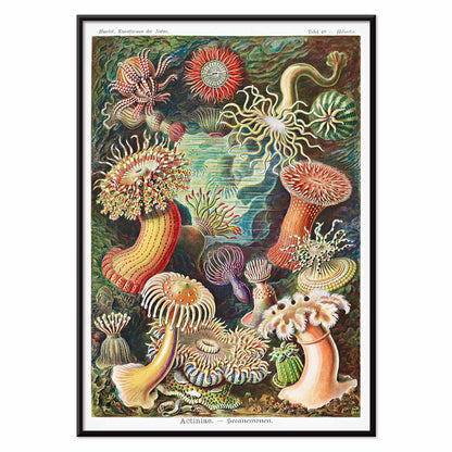 Colorful sea anemones underwater illustration and poster in various shapes and sizes from Actiniae Seeanemonen by Ernst Haeckel, with black aluminium frame on white background