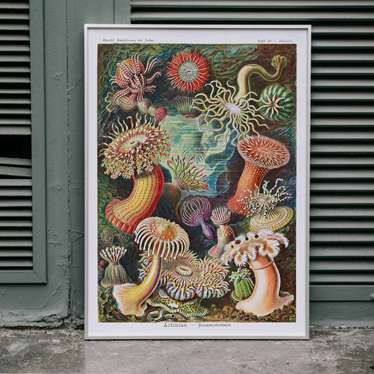 Colorful sea anemones underwater illustration and poster in various shapes and sizes from Actiniae Seeanemonen by Ernst Haeckel, framed and displayed in home decor