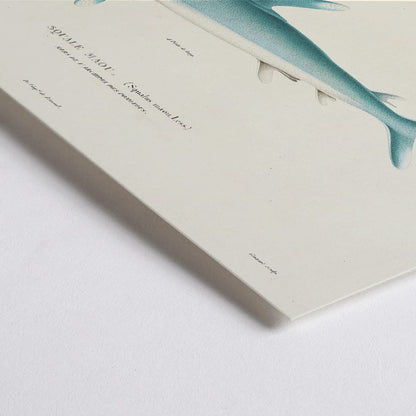 Closeup detail of Shark illustration by Louis-Isidore Duperrey from Voyage autour du monde Pl 008 poster