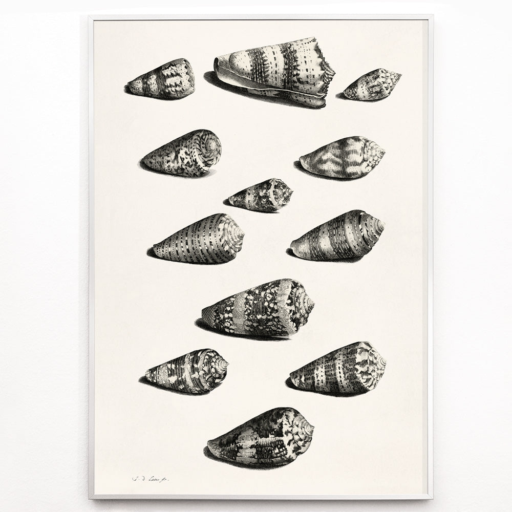 Closeup detail of Detailed poster illustration of twelve different snail shells from various species artwork by Jacob de Later