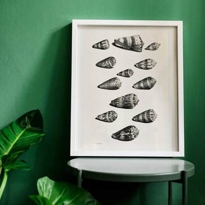 Detailed poster illustration of twelve different snail shells from various species artwork by Jacob de Later, framed and displayed in home decor