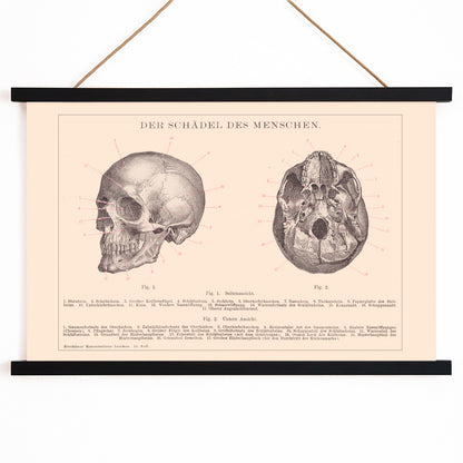 Detailed anatomical illustration and educational poster of human skull side and bottom views by Institute of Liepzig, with wooden magnetic frame on white background