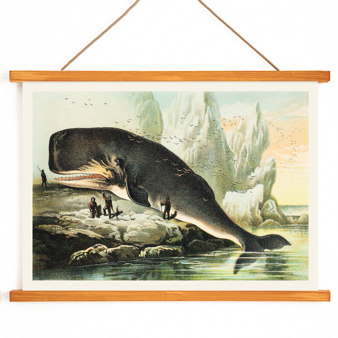 Sperm whale stranded on rocky shore with people and icy cliffs by John Karst from Johnsons household book of nature poster, with wooden magnetic frame on white background