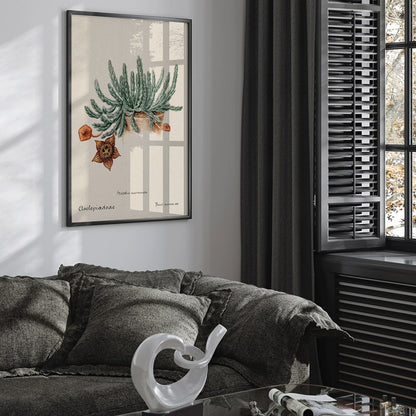 Botanical illustration and poster of Starfish cactus from Familie Der Cacteen featuring a green cactus with a detailed star shaped flower, framed and displayed in home decor