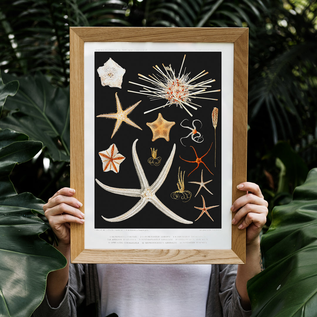 , framed and displayed in home decor