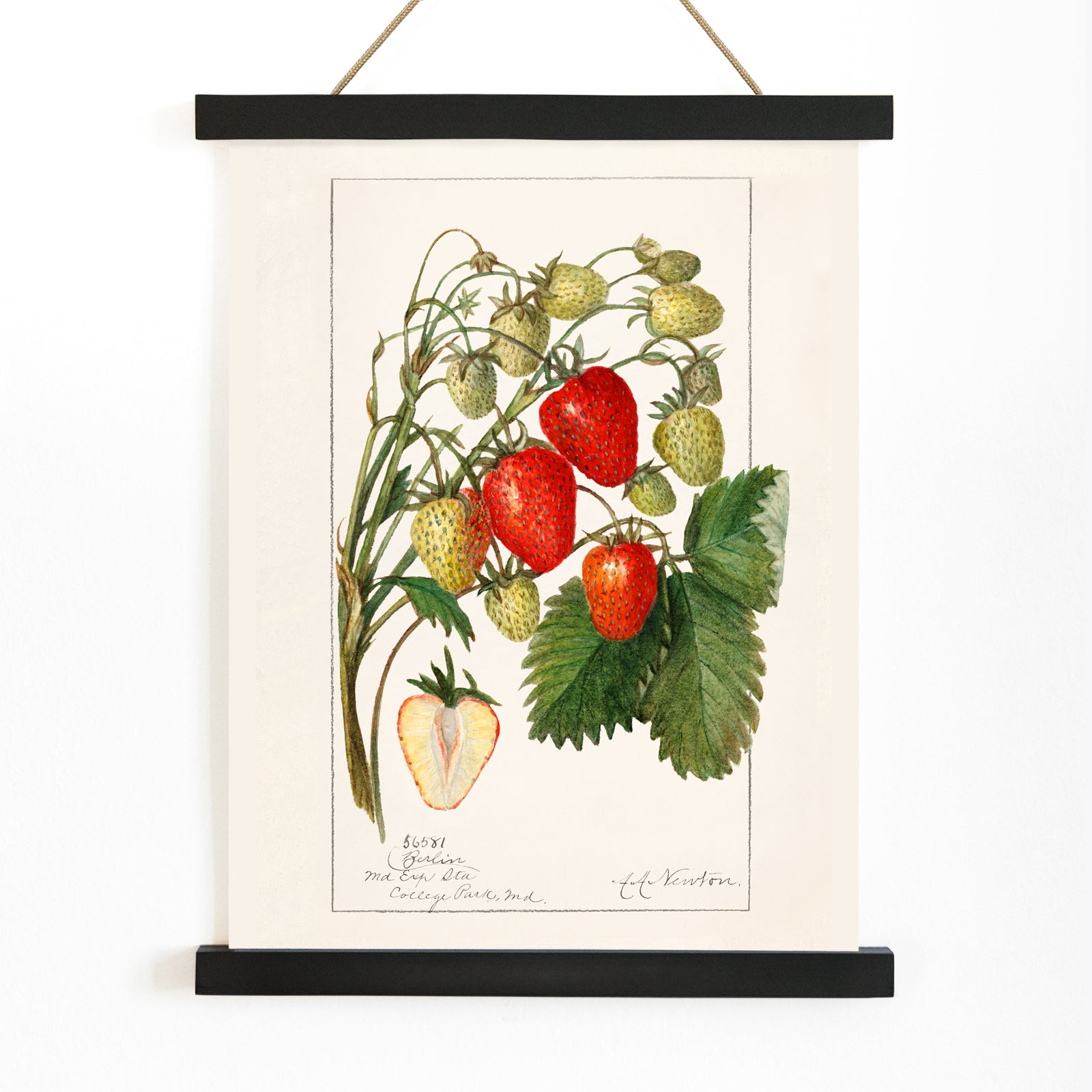 Botanical illustration poster of strawberries with leaves by Amanda Almira Newton titled Strawberries Fragaria perfect for wall decor, with wooden magnetic frame on white background