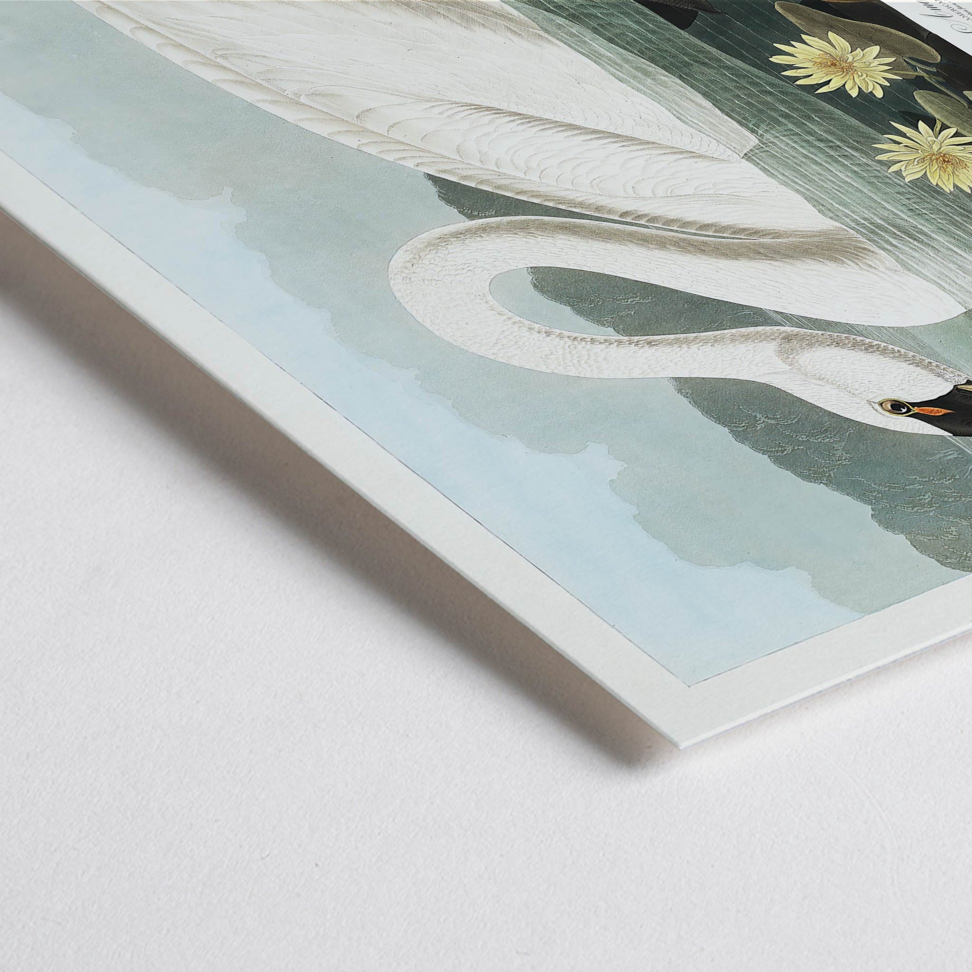 Closeup detail of American Swan swimming among yellow water lilies artwork by John James Audubon Birds of America wall decor poster