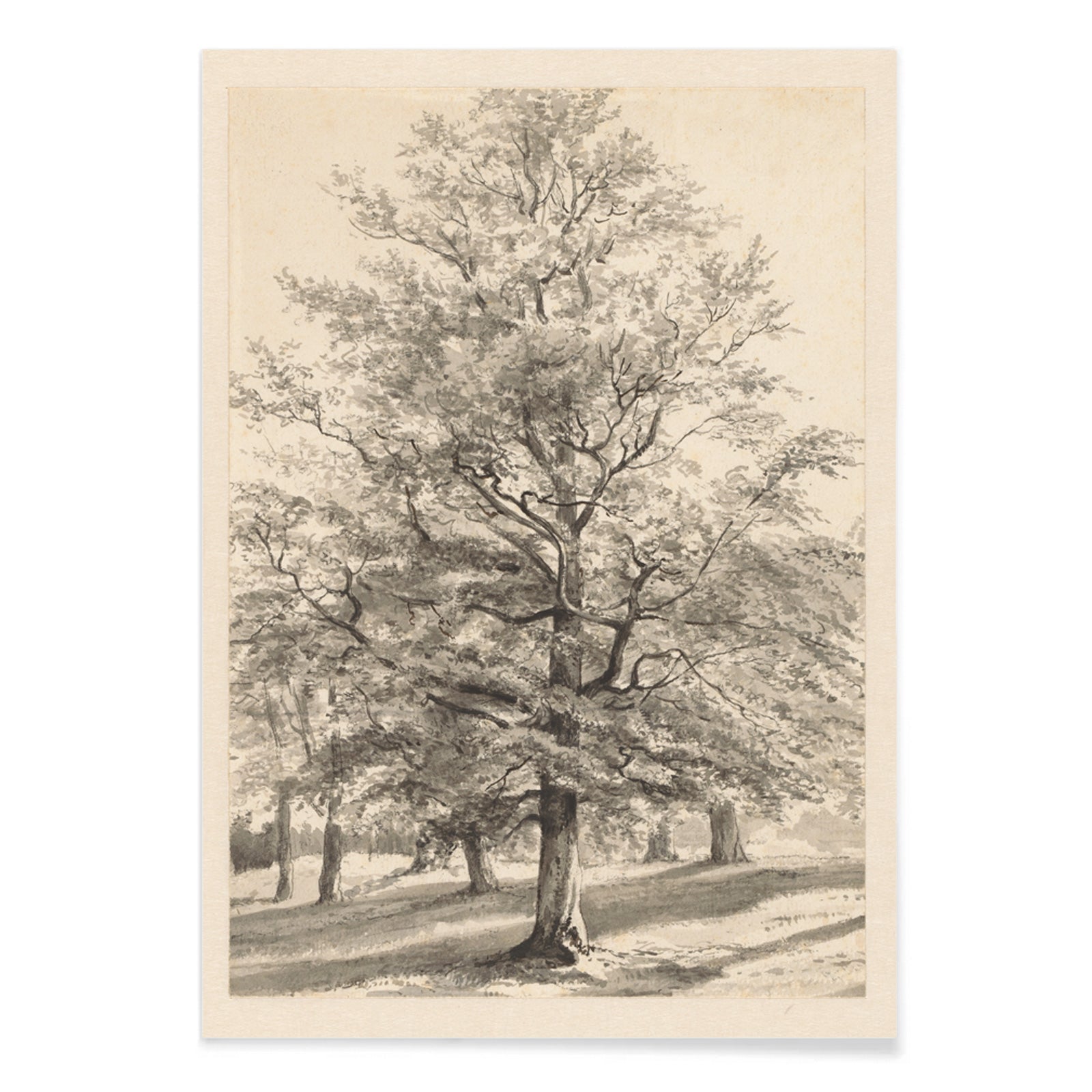 Detailed drawing of a large tree in a sunlit natural landscape titled Big Tree by Cornelis Steffelaar poster, with black aluminium frame on white background