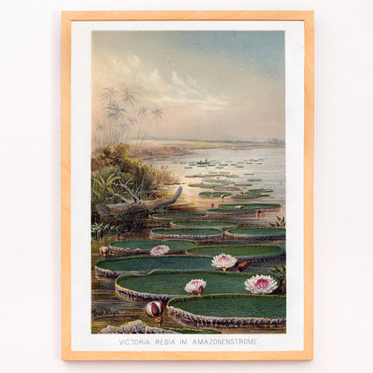 Closeup detail of Large water lilies and lush greenery on a tranquil river in the Amazon Forest Nenufar by The institute of Liepzieg poster