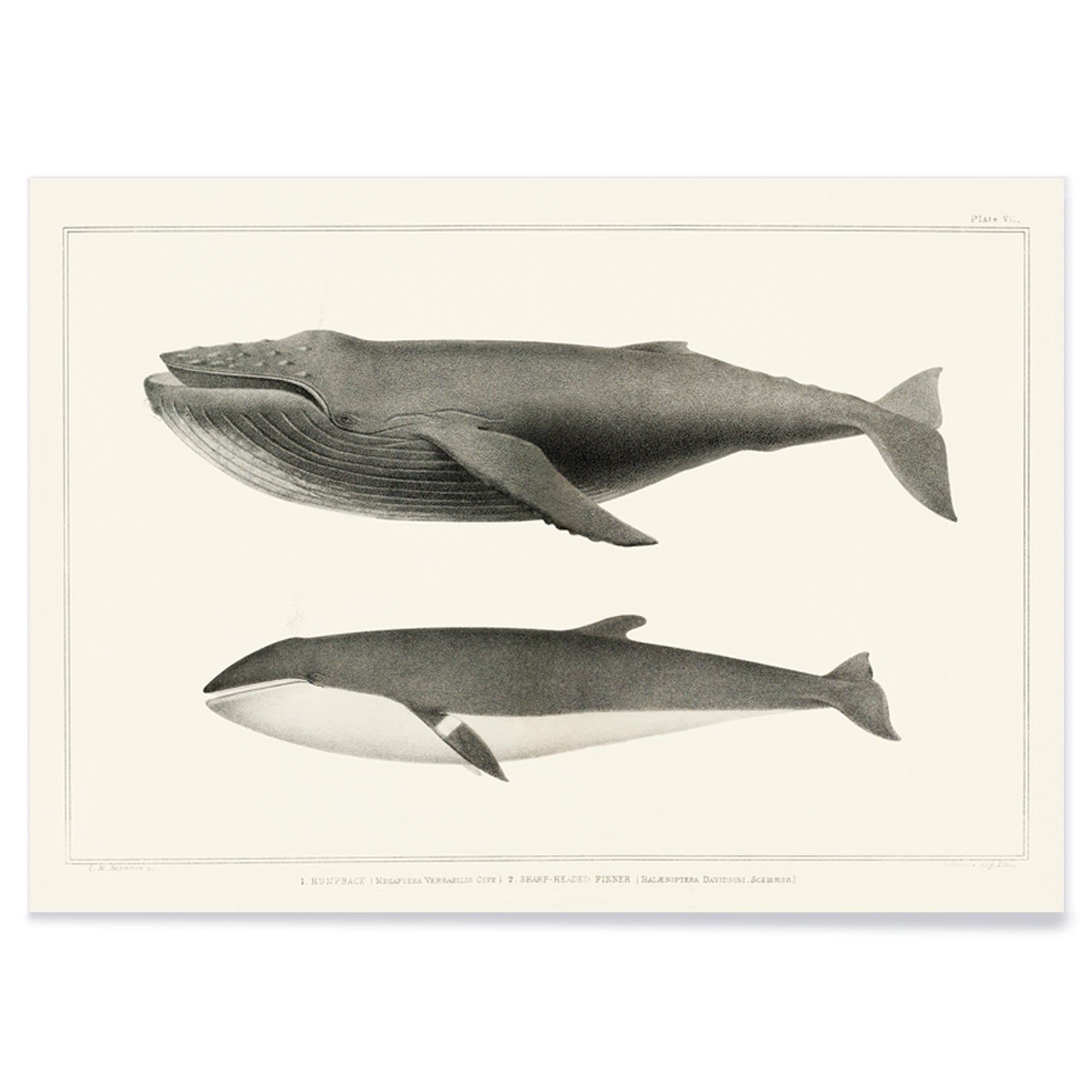 Humpback whale and minke whale illustration and poster by Charles Melville Scammon from Natural history of the cetaceans, with black aluminium frame on white background