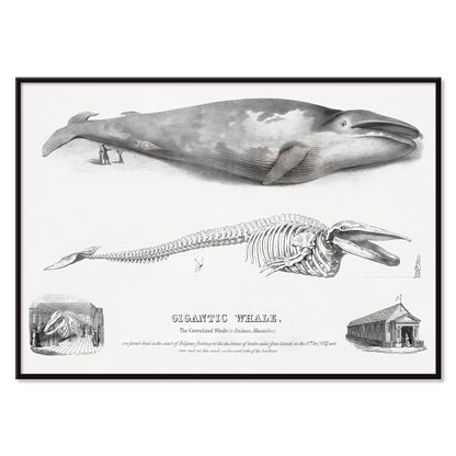 Blue whale and skeleton illustration from Gigantic Whale by George Johann Scharf poster wall decor, with black aluminium frame on white background