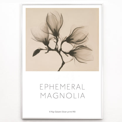 Closeup detail of Magnolia branch with four delicate flowers x-ray style fine art print poster illustration